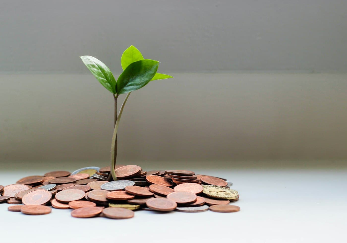 A seedling growing from a pile of coins, illustrating long-term compounding